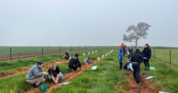 One Tree for Me scheme on track to plant 65,000 free seeds by 2027
