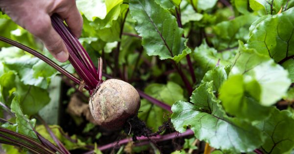 Notes from the Kitchen Garden: getting the nutrients right for spring vegetables