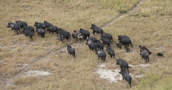 $946 million announced for agriculture protection across NSW