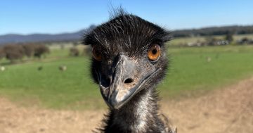 Emu farming finally pays off after three decades at The Rock