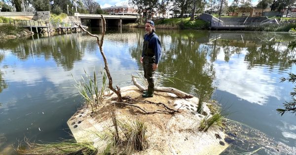 Why is there a floating island on Wollundry Lagoon and what's it got to do with turtles?