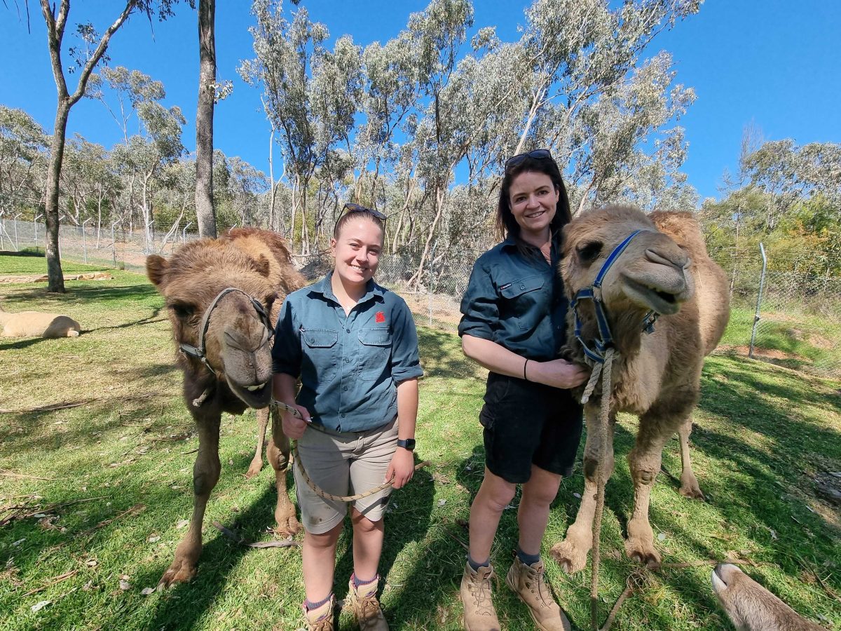Wagga Zoo and Aviary part-time curator Hannah Wilkin and zoo curator Wendy McNamara with Dune Buggy and Safari. 