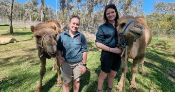 Wagga Zoo welcomes a couple of camels