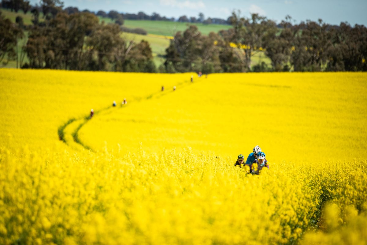 Cyclists in a field of canola.
