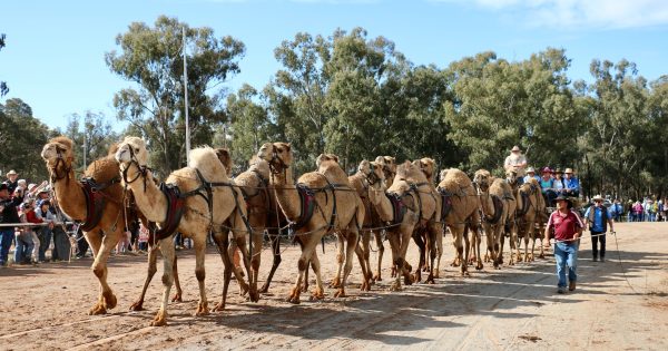 Bullockies' skills to shine at Barellan’s Good Old Days Festival