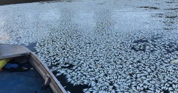 Water wars: Did excessive irrigation contribute to killing 20 million fish in the Lower Darling?