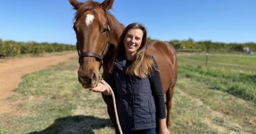 Horse dentist recognised after pioneering Griffith's only mobile vet service