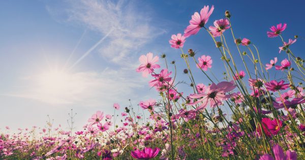 What to expect of the weather this spring in the Riverina