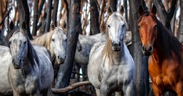 D-Day approaches for the wild horses of Australia's High Country
