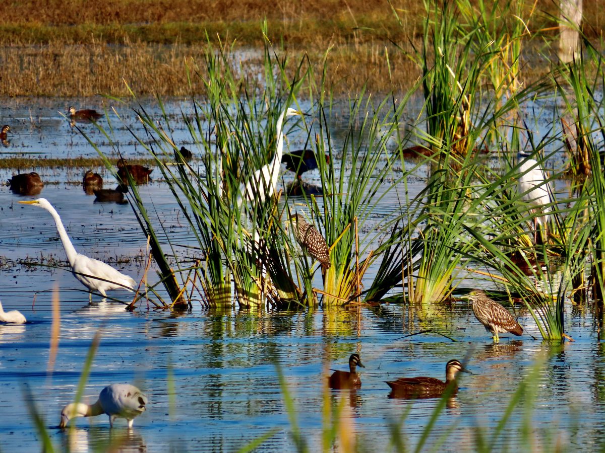 birds at wetlands