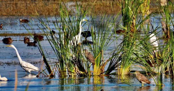 Birdwatchers back in the loop as Riverina wetlands reopen to visitors