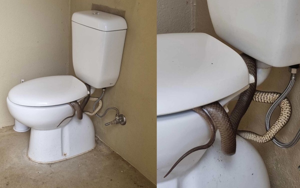 A brown snake wrapped around a toilet
