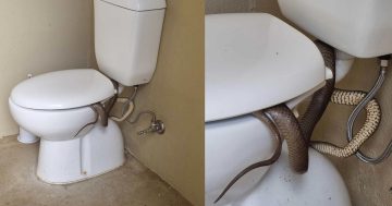 Holy crap! Trip to Cootamundra toilet leaves Sydney family in shock