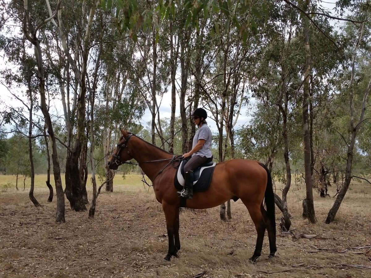 Vanessa loves riding and writing about horses.