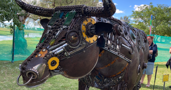 Accidental artist takes the bull by the horns at the Spirit of the Land Festival