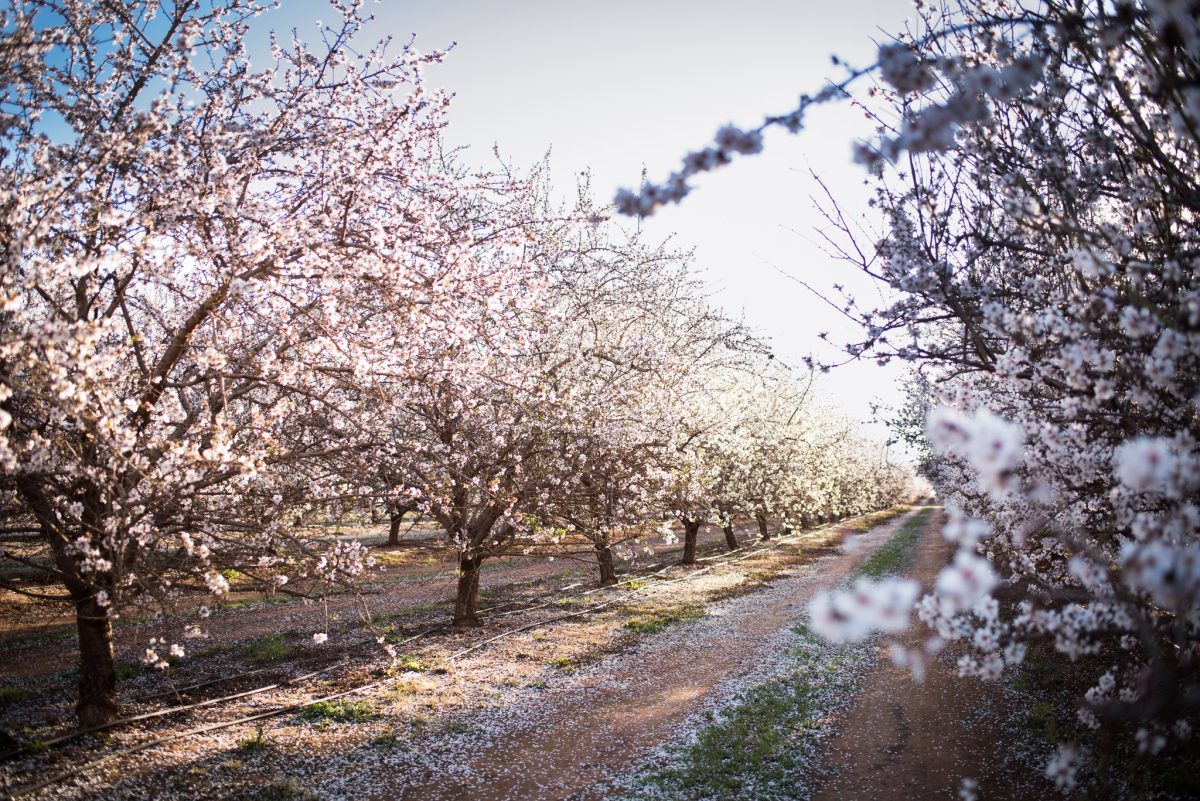 An almond orchard is blossom 