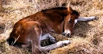 Discovery of starving foals in Kosciuszko National Park sparks outrage