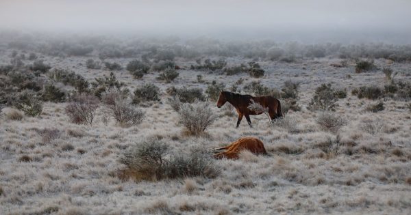 Call for police investigation into brumby aerial cull trial as NSW inquiry gets underway