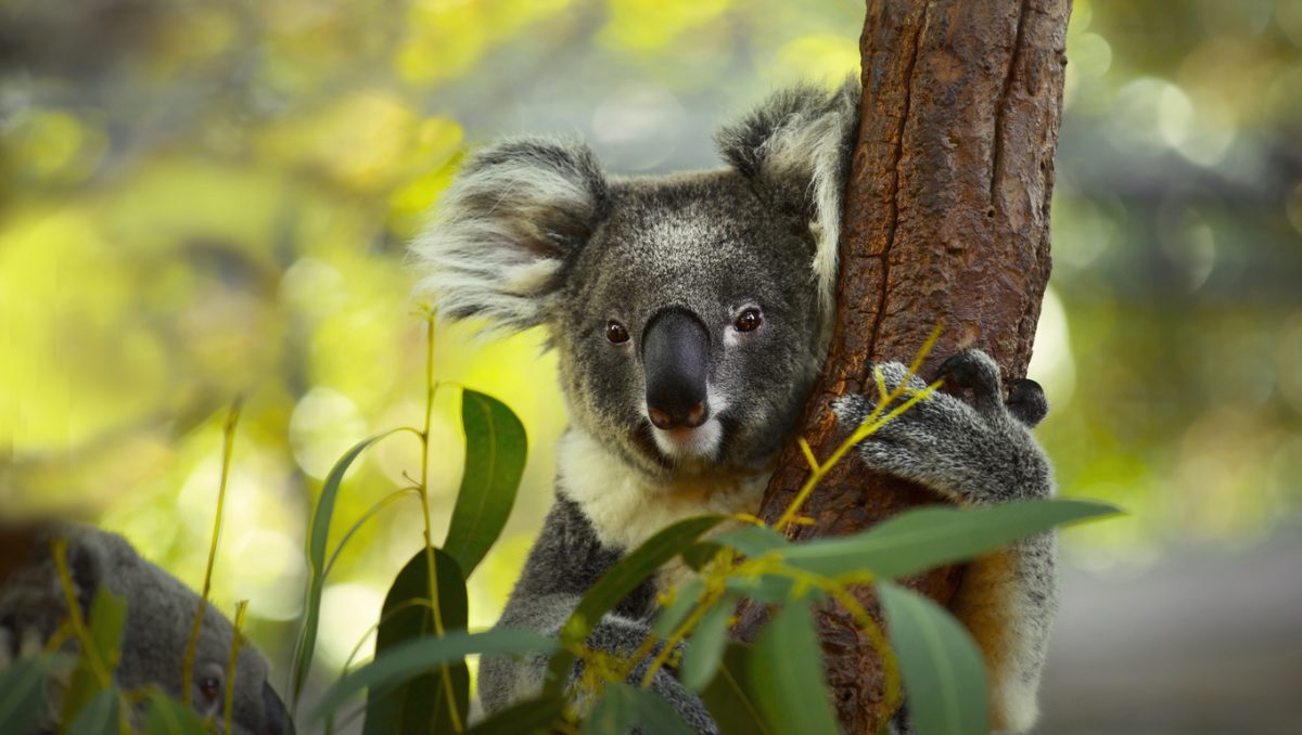 Take the kids to count koalas at Narrandera. 