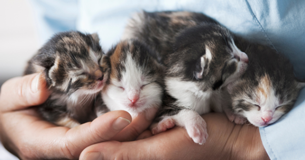 Vaccine shortage sees RSPCA NSW shelters unable to take surrendered or stray cats for one month