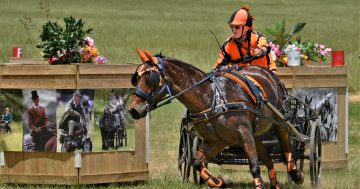 Horse and carriage championships promises unique spectacle