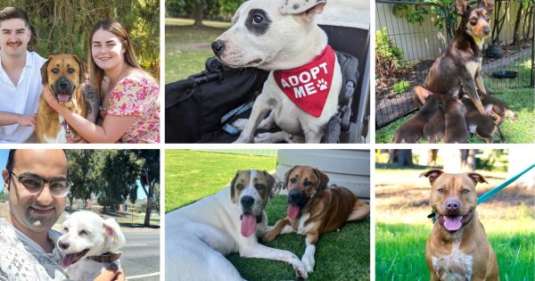 Paws for concern: Rescuers prepare for onslaught of unwanted animals in the lead-up to Christmas