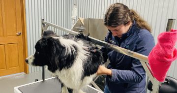 Griffith Feed and Grain launches new recycling-focused dog grooming
