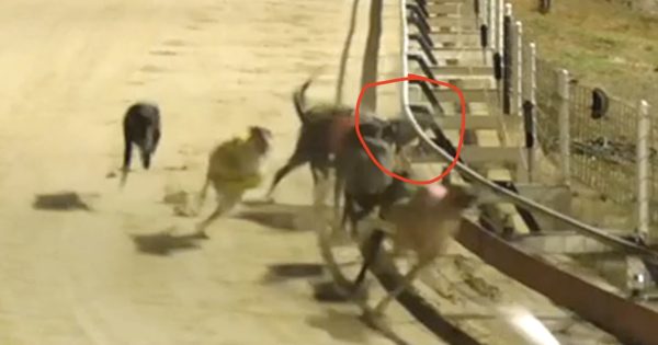 Another greyhound death on the Wagga track ahead of upgrade announcement in the new year