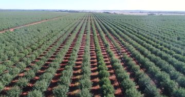 Corporate farming firm buys three properties near Griffith to grow almonds in $120 million venture