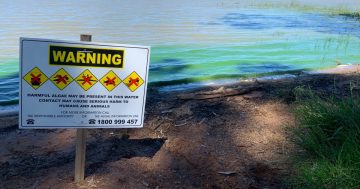 Council hopeful for enzyme treatment success despite blue-green algae red alert for Lake Albert
