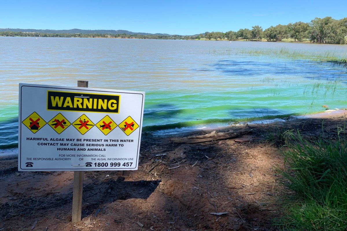 A blue-green algae alert at Lake Alber