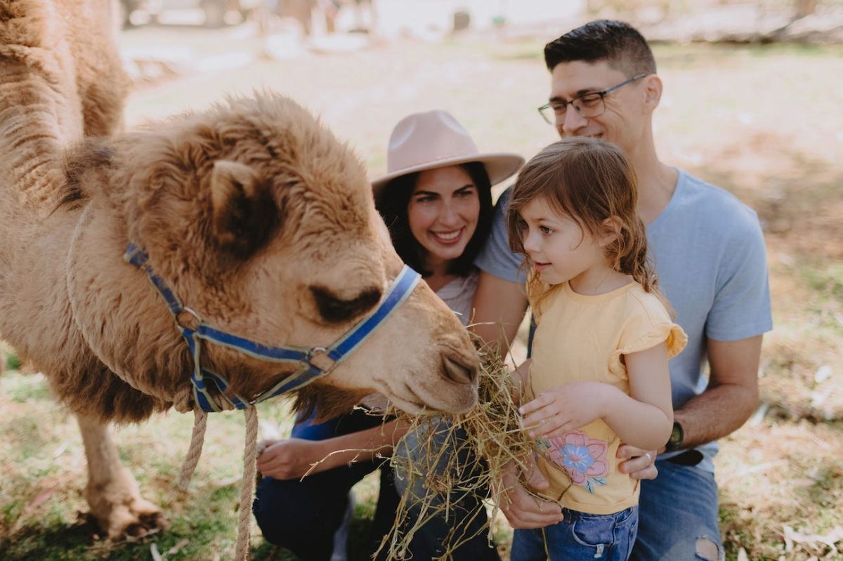 A family feeding a camel 