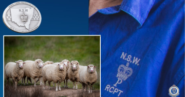 Police appeal for information about mysterious dumping of 56 sheep at saleyards