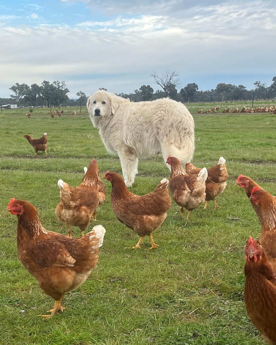 Dog and chooks standing together 