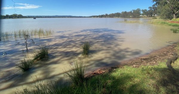 Experimental trials to rid Lake Albert of blue-green algae have begun