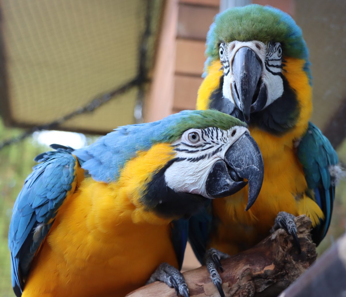 two pet macaws