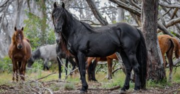 Support sought for high-tech count of Kosciuszko's wild horses