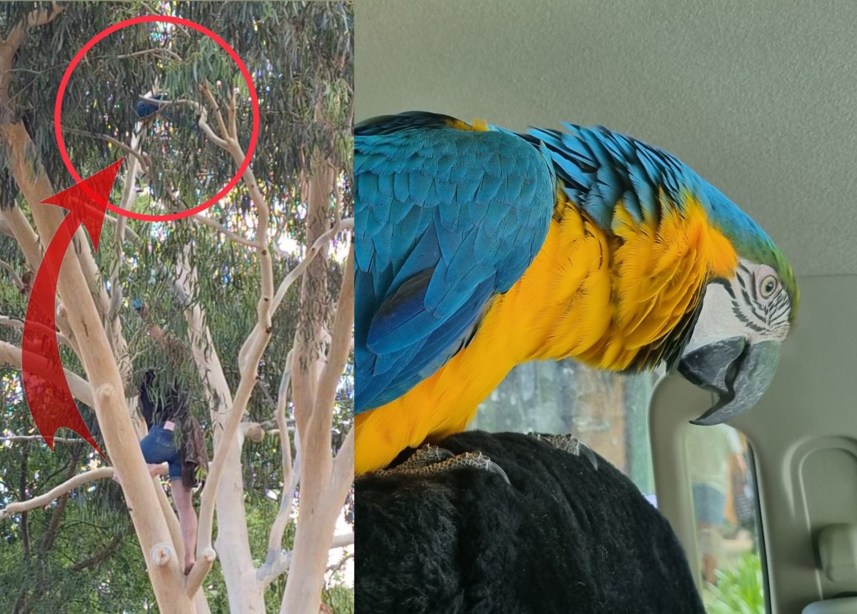pet macaw and woman climbing tree