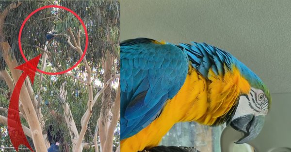 The missing macaw that had the Riverina enthralled over Christmas