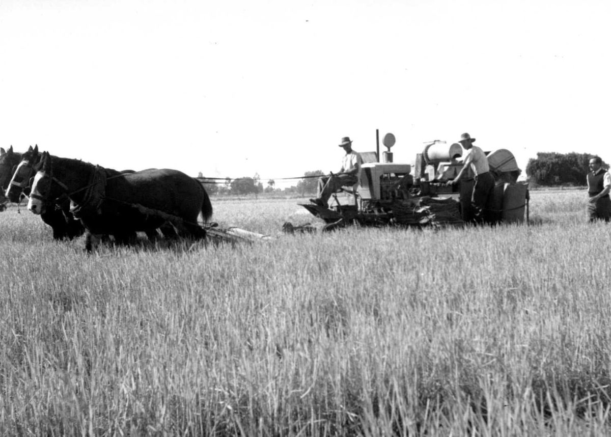 Old photo of rice harvesting 