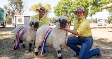 Ag show season shaping up in the Riverina: hard work but worth the effort, say organisers