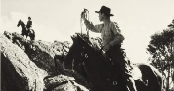 As aerial shooting begins in Kosciuszko, locals fear for the future of heritage brumby herds