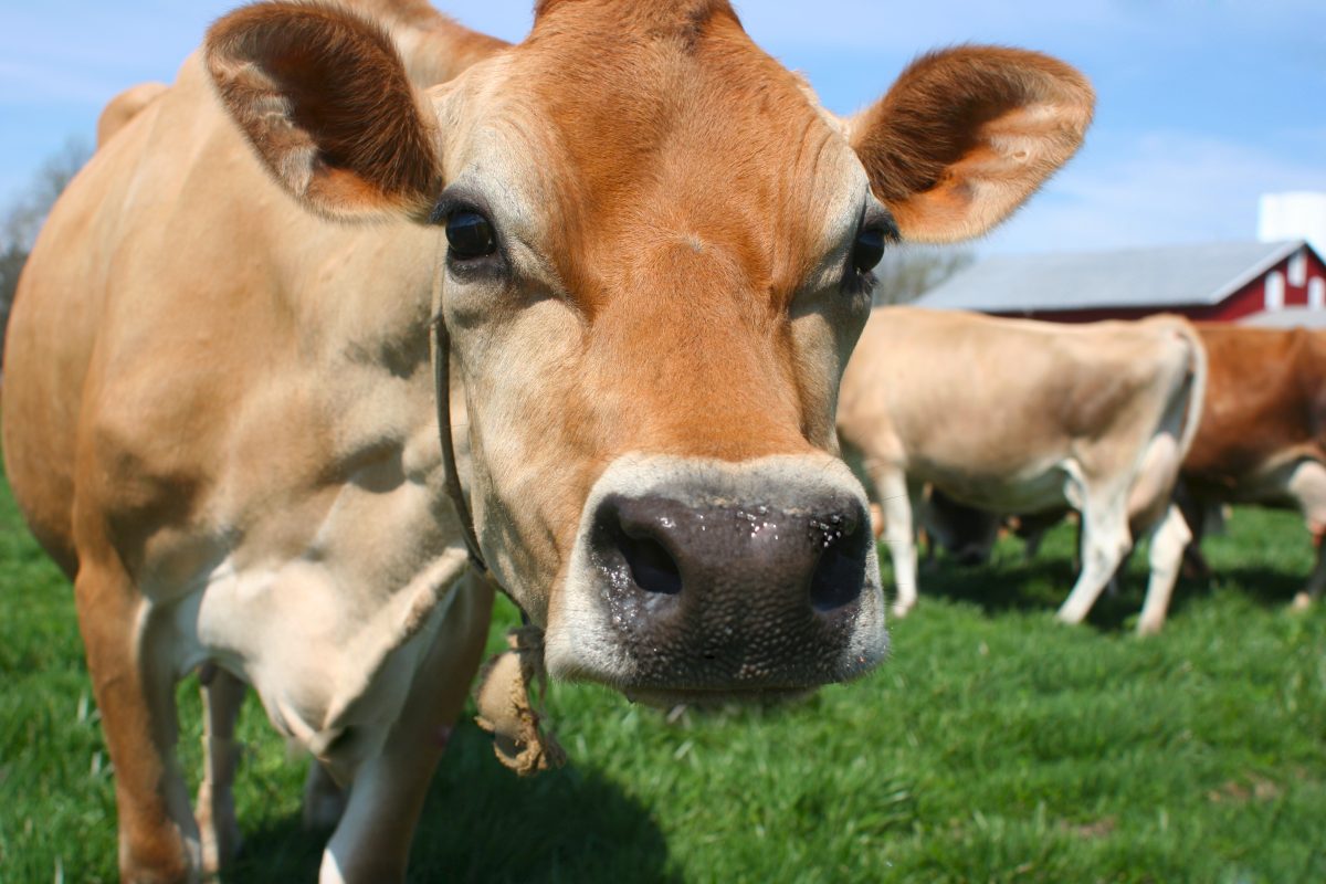 Jersey cows remain one of the best milking cows in the world.