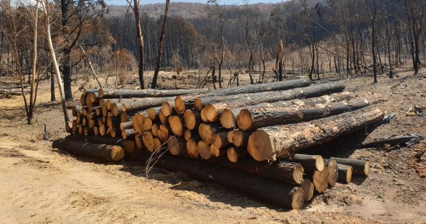 How fires of the past helped Australia's largest ever salvage effort in the South West Slopes