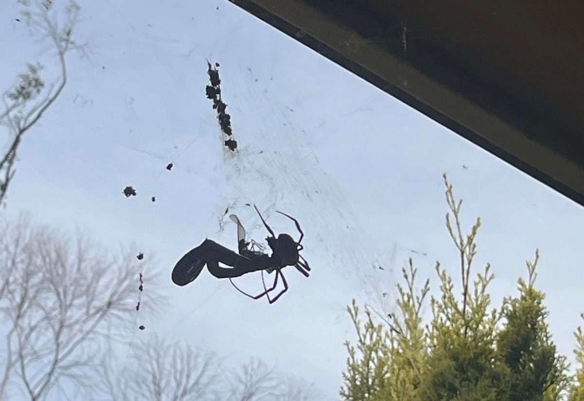 Snake vs spider in Junee. 