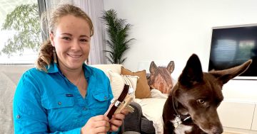 CSU student goes from making her own reins to selling quality leather gear online