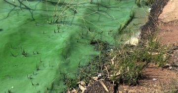 Water expert critical of Riverina councils' algae treatments that 'don't work'