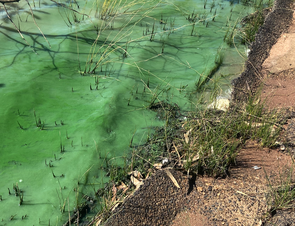 Cyanobacteria, (blue-green algae) kept Late Albert closed to the public for much of 2024.