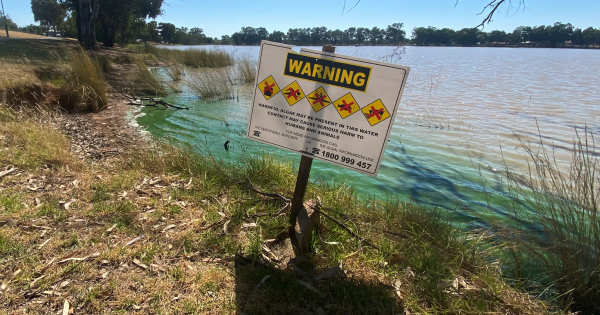 'No more Band-Aid solutions': Wagga councillor calls for a scientific report on Lake Albert's toxic water