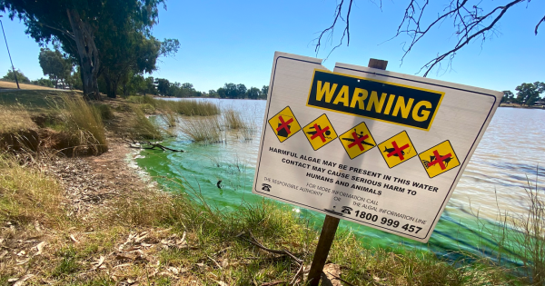 Lake Albert hit with unseasonal algal bloom despite Waterzyme treatment